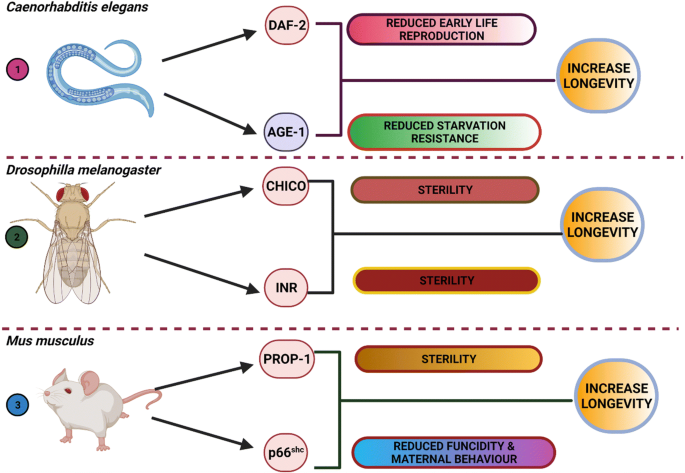 oxidized glutathione solubility dmf Glutathione Disulfide - an overview