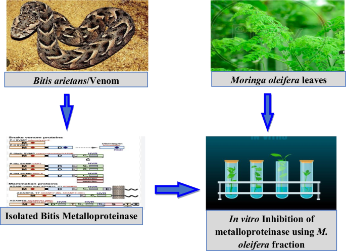 Moringa: A Promising Snake Bite Remedy? — International Study Reveals
