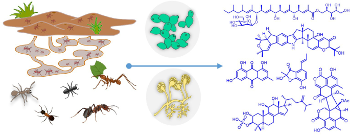 PDF) Mutualistic interactions between ants and fungi: A review