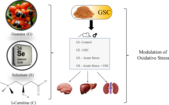 l carnitine and selenium A Novel Multi-Supplement Based on Guarana, Selenium, and L-Carnitine  Reduces Organ-Specific Oxidative Stress But Not Oxidative Stress-Induced  Anxiety | Revista Brasileira de Farmacognosia