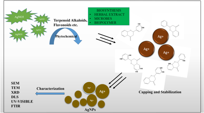 Biosynthesis of silver nanoparticles using medicinal plant extracts for ...