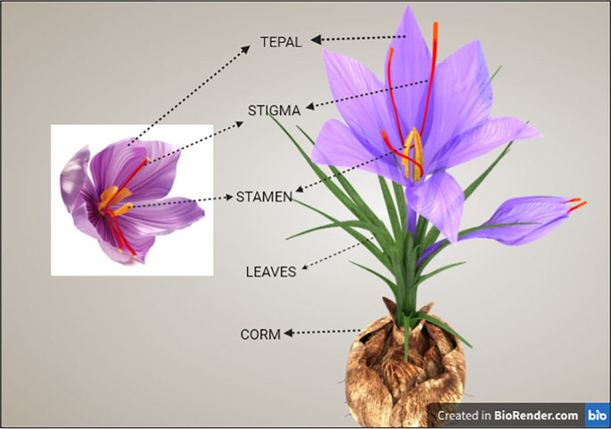 Shafron Components Floral bio-residues of saffron: a potential source of valuable ...