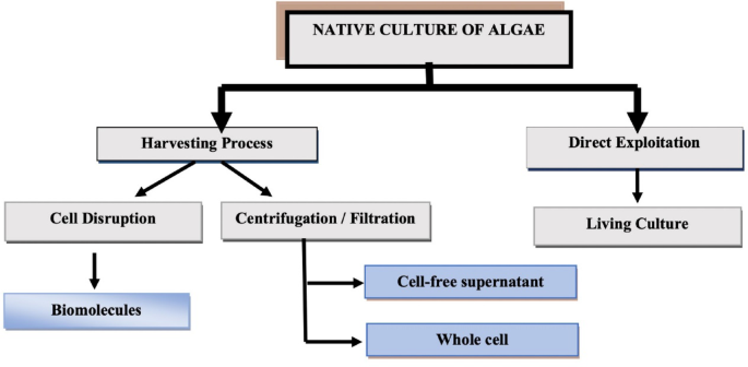 Recent progress in seaweed valorization for sustainable applications ...