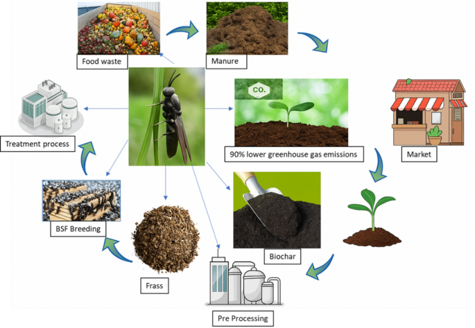 Black soldier fly hermetia illucens applications in circular economy ...