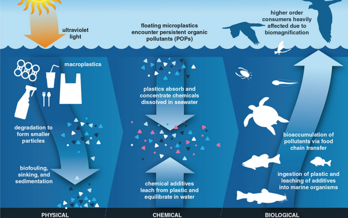 Environmental effects of stratospheric ozone depletion, UV radiation, and  interactions with climate change: UNEP Environmental Effects Assessment  Panel, Update 2020 | SpringerLink