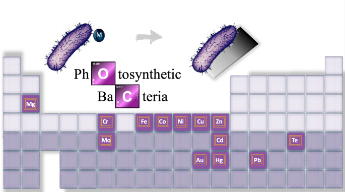 purple sulfur bacteria