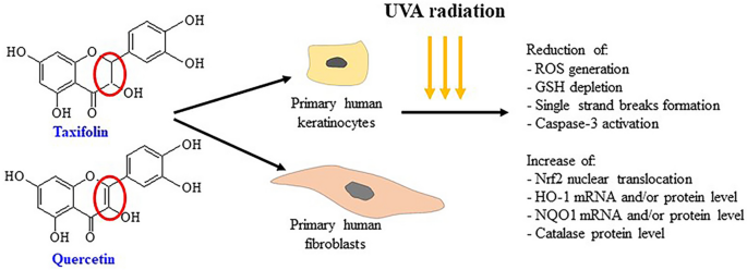 Dihydroquercetin VS Quercetin Dihydroquercetin VS Quercetin