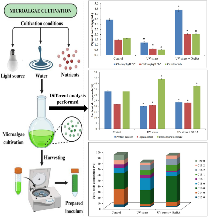 Investigating the Role of GABA (gamma-aminobutyric acid) in Mitigating UV-C  Light Exposure on Pseudochlorella pringsheimii Microalgae | Photochemical &  Photobiological Sciences | Springer Nature Link
