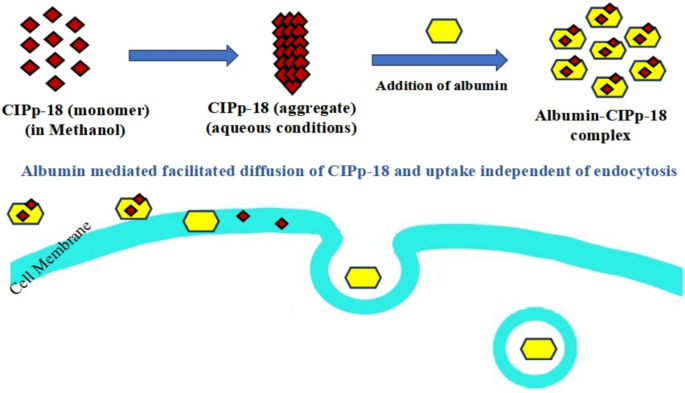 Unveiling role of serum albumin in disaggregation and cellular delivery of  a near-infrared chlorophyll-based photosensitizer in breast cancer cells |  Photochemical & Photobiological Sciences | Springer Nature Link
