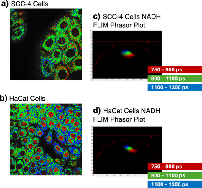 Combining NAD(P)H-FLIM and PLIM of Ir5 pH sensor to optimize ...