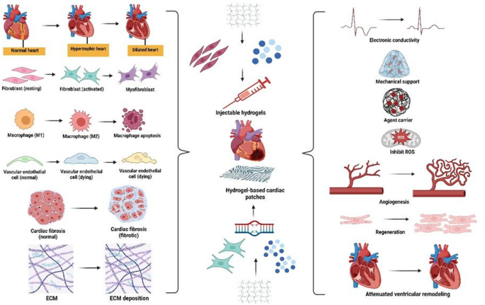Recent advances in biomimetic hydrogel materials for cardiac medicine ...