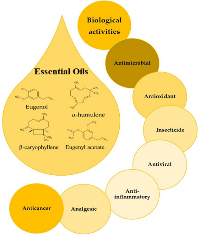 Essential oils of some medicinal plants and their biological activities: a  mini review | SpringerLink