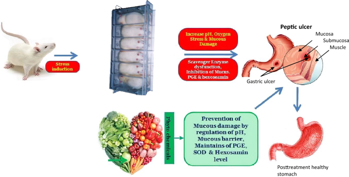 is glutathione good for stomach ulcers A comprehensive review on phytochemicals as potential therapeutic agents  for stress-induced gastric ulcer | Journal of Umm Al-Qura University for  Applied Sciences