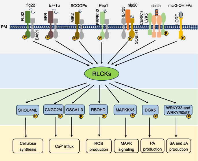 Rlk Rlck Receptor-like cytoplasmic kinases mediated signaling in plant immunity ...