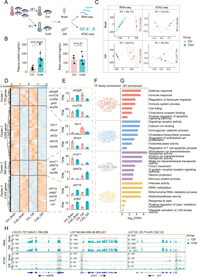 Integrative epigenomic and transcriptomic profiling reveals organ ...