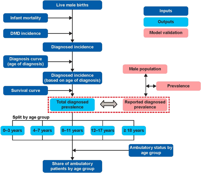 Modelling the epidemiology of Duchenne muscular dystrophy provides ...
