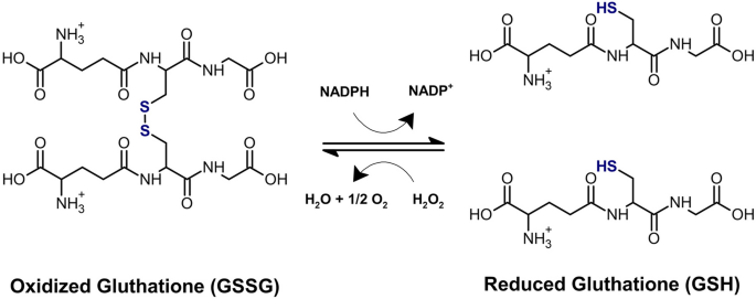 avon glutathione with nac side effects Effect of N-Acetylcysteine on Sleep: Impacts of Sex and Time of Day