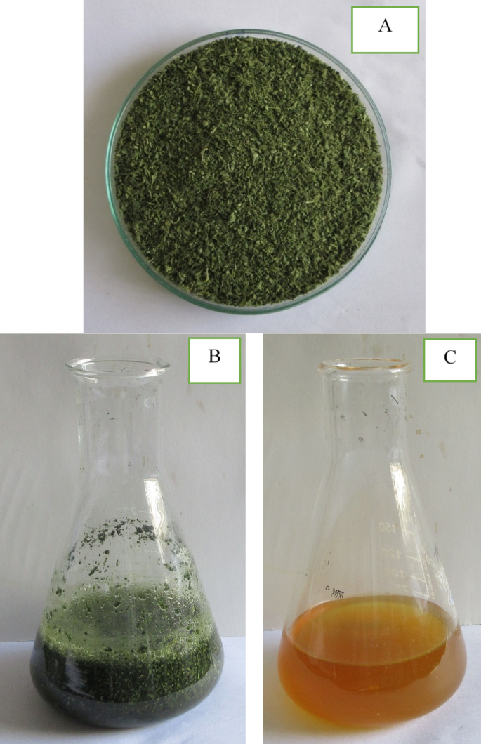 Biosynthesis, Characterization, and Biomedical Applications of Zinc Oxide  Nanoparticles Derived from Tridax procumbens | Biomedical Materials &  Devices