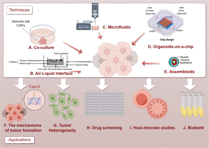 The techniques and applications of patient-derived head and neck cancer ...