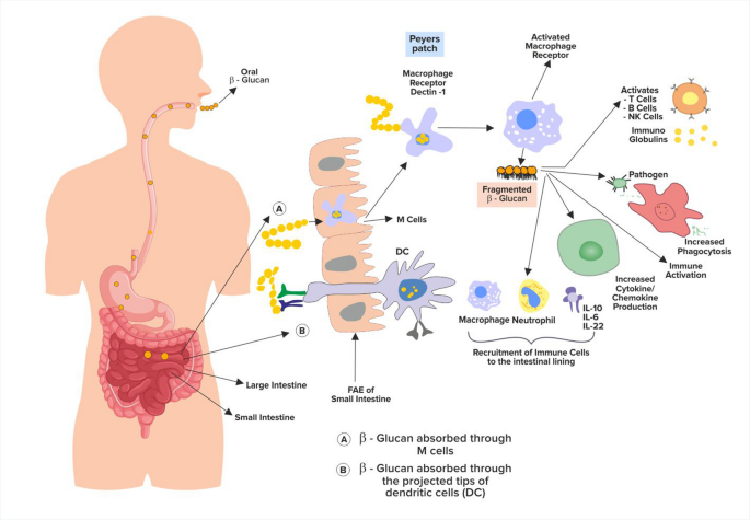 beta glucan glp-1 GEM Bundle Beta Glucans is formulated to prepare and protect the immune system from repeated and ongoing stressors Clinical benefits of -glucan supplementation