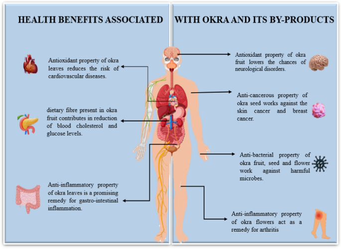 does okra have glutathione Exploring the nutritional, pharmacological, and industrial potential of okra  and its byproducts: a comprehensive review | Discover Food