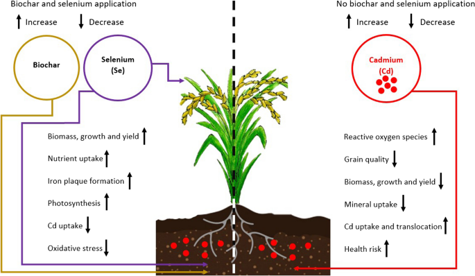 The management of Cd in rice with biochar and selenium: effects,  efficiency, and practices | Carbon Research