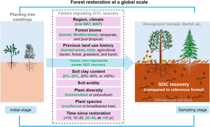 Drivers of soil organic carbon recovery under forest restoration: a ...