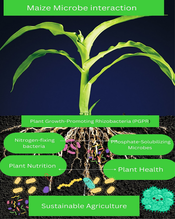 Microbial contributions to maize crop production: a comprehensive ...