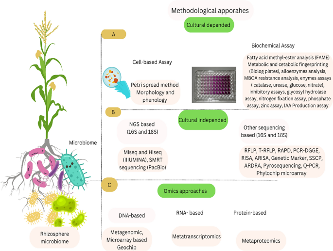 Microbial contributions to maize crop production: a comprehensive ...