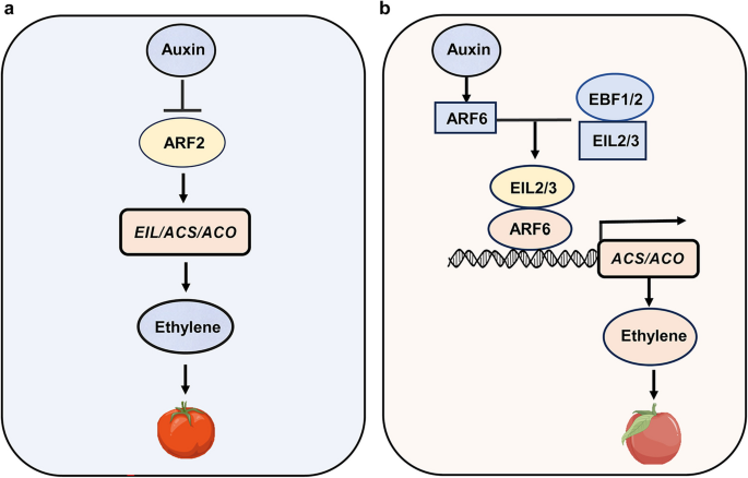 Diverse actions of auxin on fruit development and ripening ...