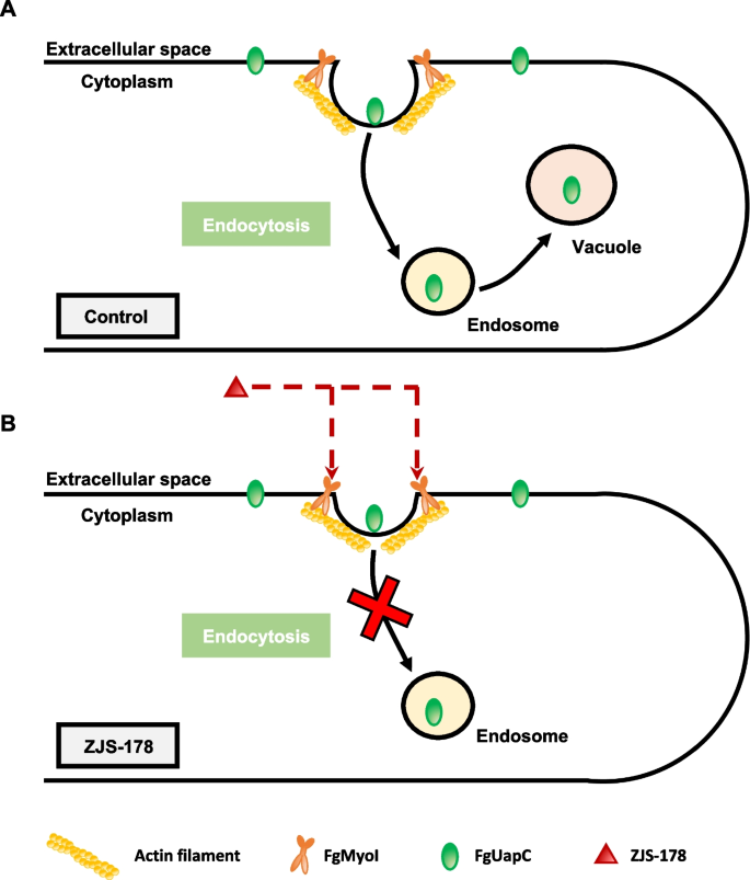 A novel highly antifungal compound ZJS178 targeting myosin I inhibits