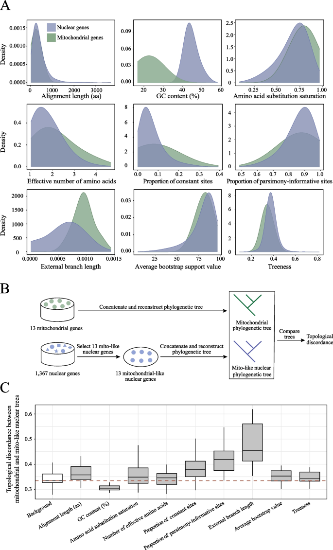 Dissecting discordance of mitochondrial and nuclear phylogenetic trees ...