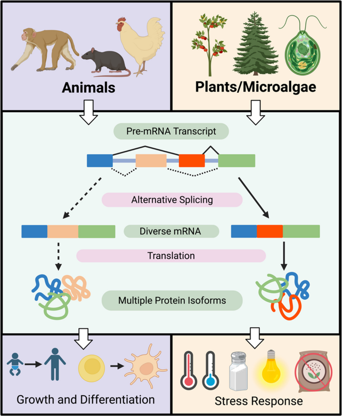 Pre-mRNA splicing and its regulation in microalgae and cyanobacteria ...