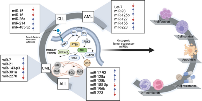 Unveiling the role of microRNAs, the PI3K/AKT pathway, and their ...