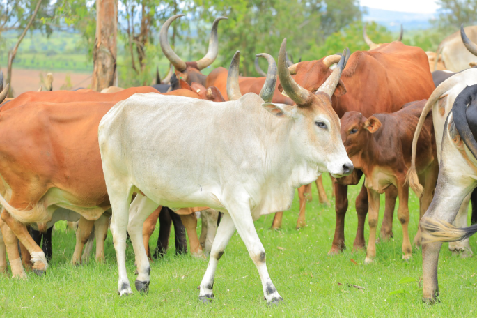 Structure of cattle herds in the agro-pastoral districts of Katakwi and ...