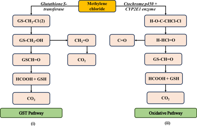 Sources, exposure, metabolism, transportation, ecological effects,  preventive measures and alternatives of carcinogenic methylene chloride: a  review | Discover Toxicology