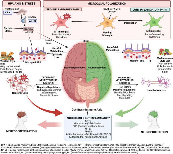 Gut microbiome immune interactions drive neuroinflammation and neurodegeneration in Parkinson's disease | Discover Immunity