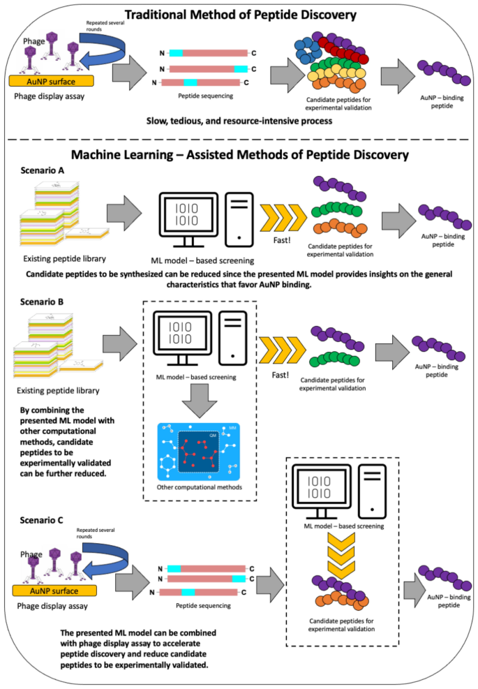 Peptide Machine Learning Examining peptide–gold nanoparticle interactions through explainable ...