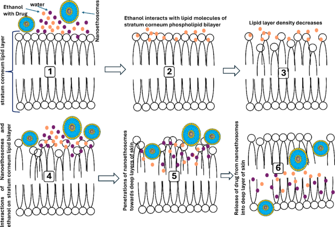 Transethosomes Cutting-edge advances in transethosomes and nanoethosomes for ...