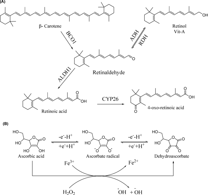 Reactive oxygen species (ROS): sources, generation, disease  pathophysiology, and antioxidants | Discover Chemistry | Springer Nature  Link