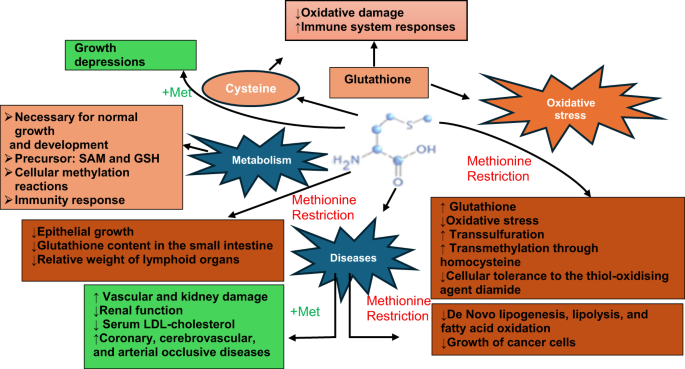 glutathione menopause evidence Changes in levels of the antioxidant glutathione in brain and blood across  the age span of healthy adults: A systematic review