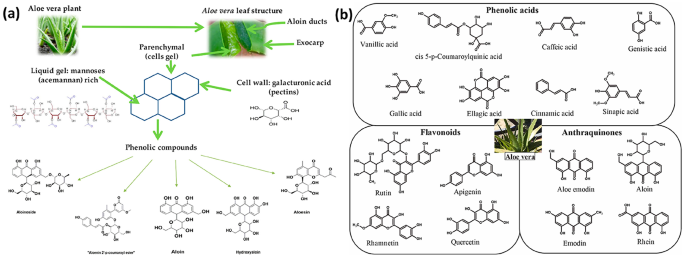 Aloe vera-mediated green synthesis of transition metal oxides: structural  insights and electrochemical applications in energy storage | Discover  Chemistry | Springer Nature Link