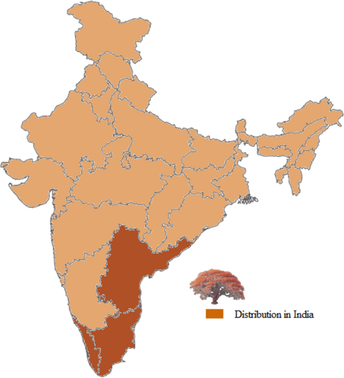 Red Sanders grows naturally only in Eastern Ghats — making it truly native to India unlike cashew/papaya