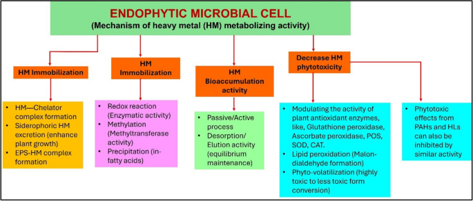 what foods produce glutathione The Rockefeller University » How the antioxidant glutathione keeps  mitochondria healthy