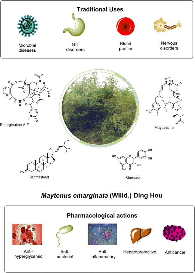 An updated overview on traditional uses, phytochemistry, and  pharmacological properties of Maytenus emarginata (Willd.) Ding Hou  (19812024) | Discover Plants | Springer Nature Link