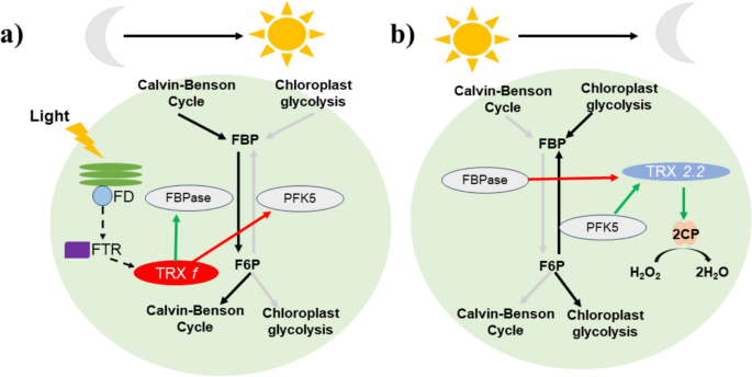 premier glutathione DNA Replication in Animal Systems Lacking Thioredoxin Reductase I main image 0