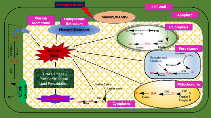 alms bio glutathione supplement Glutathione Depletion and Stalwart Anticancer Activity of  Metallotherapeutics Inducing Programmed Cell Death: Opening a New Window  for Cancer Therapy main image 0