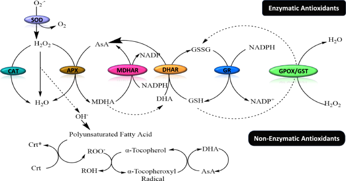 glutathione ros scavenger Reactive oxygen species (ROS): plant perspectives on oxidative signalling  and biotic stress response | Discover Plants