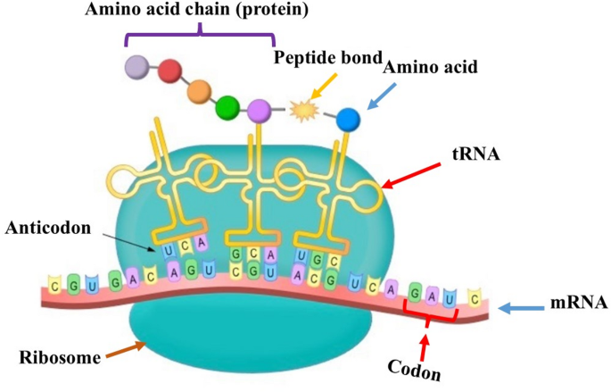 RETRACTED ARTICLE: Role of amino acids in plant growth, development, and  stress responses: a comprehensive review | Discover Plants | Springer  Nature Link