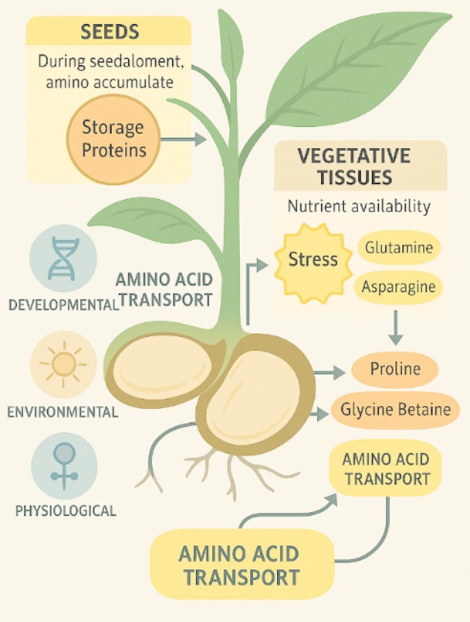RETRACTED ARTICLE: Role of amino acids in plant growth, development, and  stress responses: a comprehensive review | Discover Plants | Springer  Nature Link